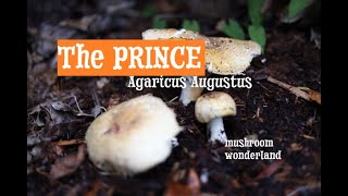 The Prince Agaricus Augustus  All about this edible wild mushroom [upl. by Inail42]