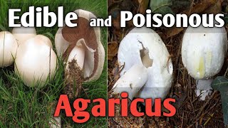 How to tell an edible agaricus mushroom from a poisonous one [upl. by Avilys]