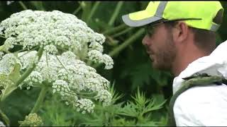 How To Identify Giant Hogweed [upl. by Ppik429]