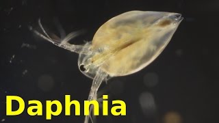 Daphnia [upl. by Pease282]