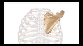 Scap Y and Lateral Scapula Projections [upl. by Ramirol365]