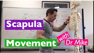 11 Scapular Stabilization Exercises [upl. by Floridia]