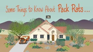 Some Things to Know About Pack Rats [upl. by Elleiand]