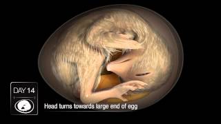 Chicken Embryo Development [upl. by Wistrup]