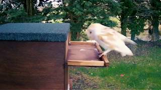 Barn Owls find new owl box nest [upl. by Shurlocke]