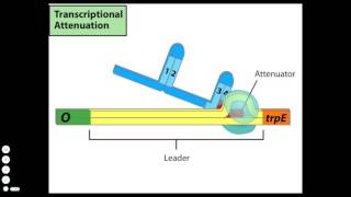 Transcriptional Attenuation [upl. by Primaveras638]