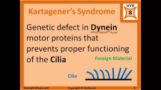 ChediakHigashi Syndrome ICell Disease Kartageners Microtubules Inclusion Cell Disease [upl. by Leipzig]