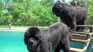 River Bear Newfoundland Dog Pool Opening 2013 [upl. by Naval]