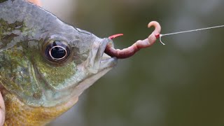 How to bait a Hook with a REAL worm [upl. by Ajile]