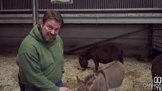 All about miniature donkeys  Cannon Hall Farm [upl. by Akilak]