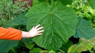 Pruning The Paulownia For Monster Jungle Leaves [upl. by Magdalen]