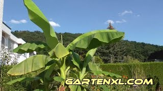 Banane pflegen im Kübel  Topf auf Terrasse  Balkon  Dachgarten [upl. by Malinde250]