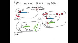 Cis Trans Gene Regulation [upl. by Enimajneb91]