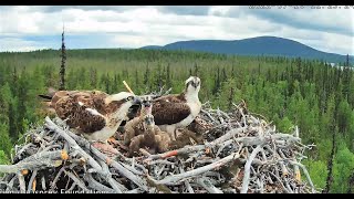 Fantastic meal for the smaller Osprey chick 2022 07 10 03 41 35 545 [upl. by Shalne193]