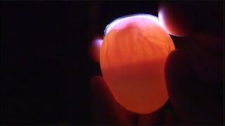 Candling Chick Eggs at Day 7 [upl. by Treble]