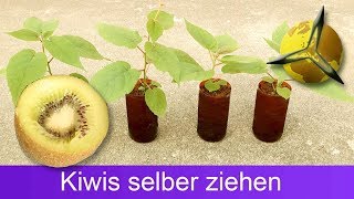 Kiwis aus Samen selber ziehen  pflanzen [upl. by Garnett]