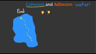 Cohesion and Adhesion [upl. by Caron]