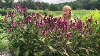 Growing Celosia from Seed [upl. by Violeta24]