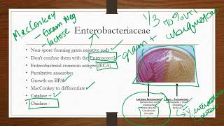 Enterobacteriaceae [upl. by Erdman]