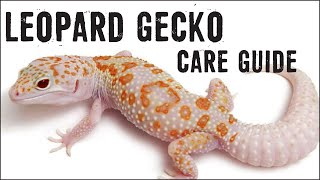 LEOPARD GECKOS Care Guide for Beginners [upl. by Euqina923]