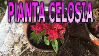 Como reproducir la planta Celosia  Info Garden [upl. by Virgilia586]