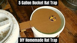 5 Gallon Bucket Rat Trap  DIY Homemade Rat Trap [upl. by Letsirc]