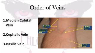 Phlebotomy The Order of Veins [upl. by Cora855]