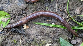 Invasive Jumping Worms Threat or Opportunity [upl. by Ferneau]