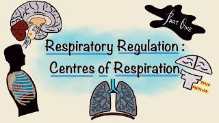 Respiratory Regulation  Part One  Centres of Respiration  Respiratory Physiology [upl. by Adnohsirk]