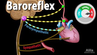 Baroreflex Regulation of Blood Pressure Animation [upl. by Chemarin]