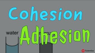 cohesion adhesion [upl. by Frederigo]