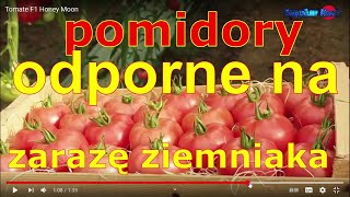 pomidory odporne na zarazę ziemniaczaną [upl. by Ledba732]