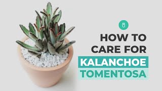 How to care for Panda Plant  Chocolate Soldier  Kalanchoe Tomentosa [upl. by Gaiser]