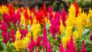 All about crazy colorful Celosia with gardening expert Ciscoe Morris  New Day Northwest [upl. by Notserc]