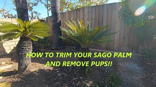 CYCAS REVOLUTA SAGO PALM HOW TO TRIM A SAGO PALM amp REMOVE PUPS [upl. by Herahab]