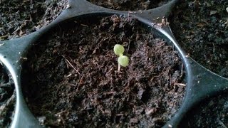 Growing paulownia tomentosa from seed step by step 271116 part1 [upl. by Lartnom103]