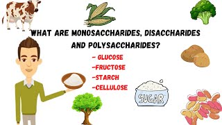 Monosaccharides disaccharidepolysaccharides sugarssucrosestarchcellulose [upl. by Strephon]