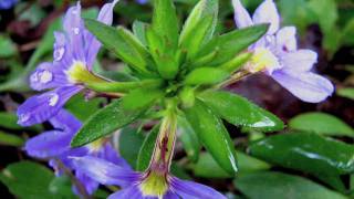 Gardening Edible Plants  How to Grow Scaevola [upl. by Ursula]