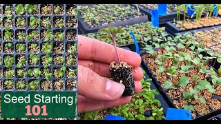 Seed Starting 101  How We Start Seeds  Germinating Seeds Fast  Detailed Lesson  Garden Farm [upl. by Brathwaite]