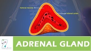 ADRENAL GLAND [upl. by Marilin542]