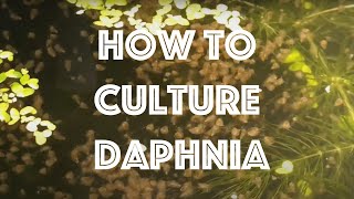 How To Culture Daphnia Magna [upl. by Llenrac]