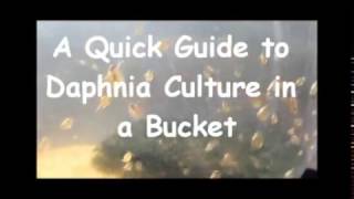 How to culture daphnia outside [upl. by Siramaj]