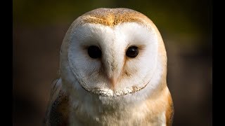 Owl Documentary  Fascinating Facts About Owls New Documentaries [upl. by Froh629]