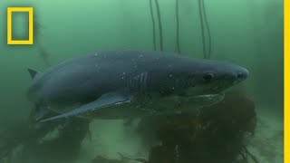 The Cookiecutter Shark  Sharks of Bermuda Triangle [upl. by Lopes118]