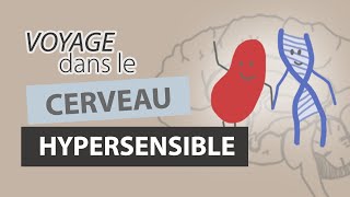 Comment fonctionne le CERVEAU dun HYPERSENSIBLE [upl. by Alberta]