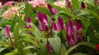 Celosia offers color and variety for summer gardens [upl. by Anoo246]