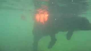 Rasta Newfoundland dog underwater view [upl. by Sinnaiy]