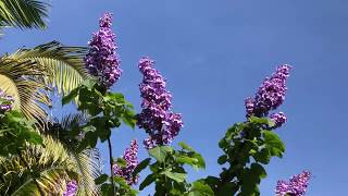 The Empress Tree Paulownia tomentosa [upl. by Asoral]