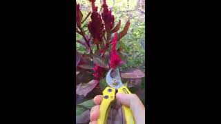 Celosia seed saving tips [upl. by Vidda]