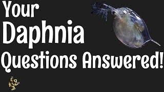 Daphnia Questions Answered [upl. by Spike619]